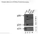 Fig. 04 - Trans-golgi network-associated processes, methods and compositions related thereto