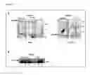Fig. 12 - Trans-golgi network-associated processes, methods and compositions related thereto