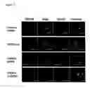 Fig. 19 - Trans-golgi network-associated processes, methods and compositions related thereto
