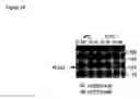 Fig. 20 - Trans-golgi network-associated processes, methods and compositions related thereto