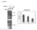 Fig. 25 - Trans-golgi network-associated processes, methods and compositions related thereto