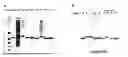 Fig. 04 - Peptide purification by means of metal ion affinity chromatography