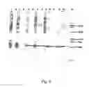 Fig. 07 - Peptide purification by means of metal ion affinity chromatography