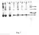 Fig. 08 - Peptide purification by means of metal ion affinity chromatography