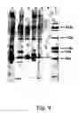 Fig. 10 - Peptide purification by means of metal ion affinity chromatography