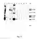 Fig. 12 - Peptide purification by means of metal ion affinity chromatography