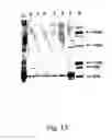 Fig. 14 - Peptide purification by means of metal ion affinity chromatography