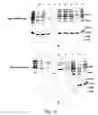 Fig. 17 - Peptide purification by means of metal ion affinity chromatography