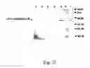 Fig. 22 - Peptide purification by means of metal ion affinity chromatography