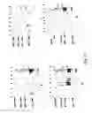Fig. 23 - Peptide purification by means of metal ion affinity chromatography