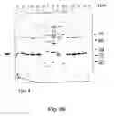 Fig. 40 - Peptide purification by means of metal ion affinity chromatography
