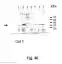 Fig. 41 - Peptide purification by means of metal ion affinity chromatography