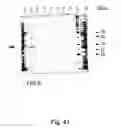 Fig. 42 - Peptide purification by means of metal ion affinity chromatography
