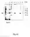 Fig. 44 - Peptide purification by means of metal ion affinity chromatography