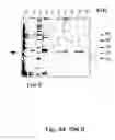 Fig. 45 - Peptide purification by means of metal ion affinity chromatography