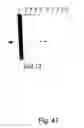 Fig. 48 - Peptide purification by means of metal ion affinity chromatography