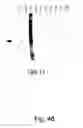 Fig. 49 - Peptide purification by means of metal ion affinity chromatography