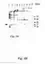 Fig. 50 - Peptide purification by means of metal ion affinity chromatography