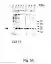 Fig. 51 - Peptide purification by means of metal ion affinity chromatography