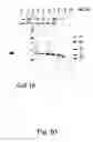 Fig. 52 - Peptide purification by means of metal ion affinity chromatography