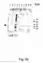 Fig. 53 - Peptide purification by means of metal ion affinity chromatography