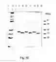 Fig. 57 - Peptide purification by means of metal ion affinity chromatography