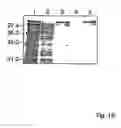 Fig. 03 - Soluble truncated polypeptides of the nogo-a protein