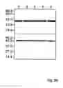 Fig. 06 - Soluble truncated polypeptides of the nogo-a protein