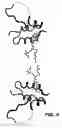 Fig. 05 - Crystallization of IGF-1