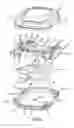 Fig. 05 - Heat and light therapy treatment device and method