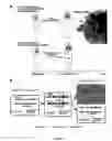 Fig. 02 - Genetic screen in drosophila for metastatic behavior