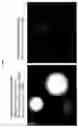 Fig. 03 - Animals, cells and methods for production of detectably-labeled antibodies