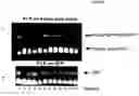 Fig. 04 - Animals, cells and methods for production of detectably-labeled antibodies