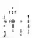 Fig. 03 - Marker for undifferentiated state of cell and composition and method for separation and preparation of stem cells