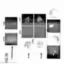 Fig. 13 - Marker for undifferentiated state of cell and composition and method for separation and preparation of stem cells