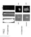 Fig. 15 - Marker for undifferentiated state of cell and composition and method for separation and preparation of stem cells