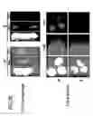 Fig. 16 - Marker for undifferentiated state of cell and composition and method for separation and preparation of stem cells