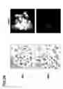 Fig. 19 - Marker for undifferentiated state of cell and composition and method for separation and preparation of stem cells