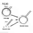 Fig. 27 - Marker for undifferentiated state of cell and composition and method for separation and preparation of stem cells