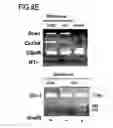 Fig. 28 - Marker for undifferentiated state of cell and composition and method for separation and preparation of stem cells