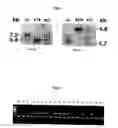 Fig. 05 - CD9/CD81 double-deficient non-human animal