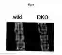 Fig. 07 - CD9/CD81 double-deficient non-human animal