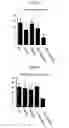 Fig. 13 - CD9/CD81 double-deficient non-human animal