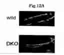 Fig. 15 - CD9/CD81 double-deficient non-human animal