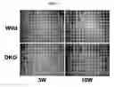Fig. 17 - CD9/CD81 double-deficient non-human animal