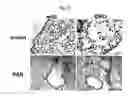 Fig. 19 - CD9/CD81 double-deficient non-human animal