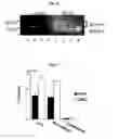 Fig. 20 - CD9/CD81 double-deficient non-human animal