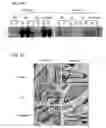 Fig. 03 - SCREENING SYSTEMS AND METHODS FOR IDENTIFYING MODULATORS OF XENOBIOTICMETABOLISM