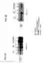 Fig. 06 - SCREENING SYSTEMS AND METHODS FOR IDENTIFYING MODULATORS OF XENOBIOTICMETABOLISM