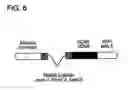 Fig. 07 - SCREENING SYSTEMS AND METHODS FOR IDENTIFYING MODULATORS OF XENOBIOTICMETABOLISM
